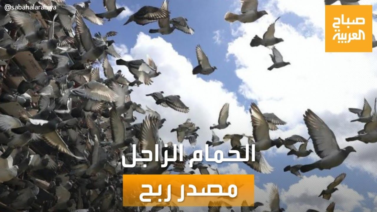 صباح العربية | سباقات الحمام الزاجل.. هواية تجلب الأموال في مصر