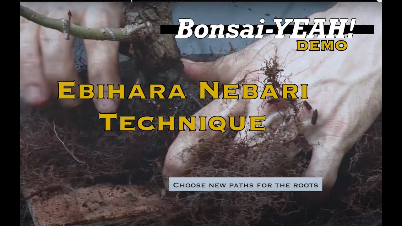 How To Use The Ebihara Nebari Technique - Brandon Baldauf - Bonsai-YEAH!