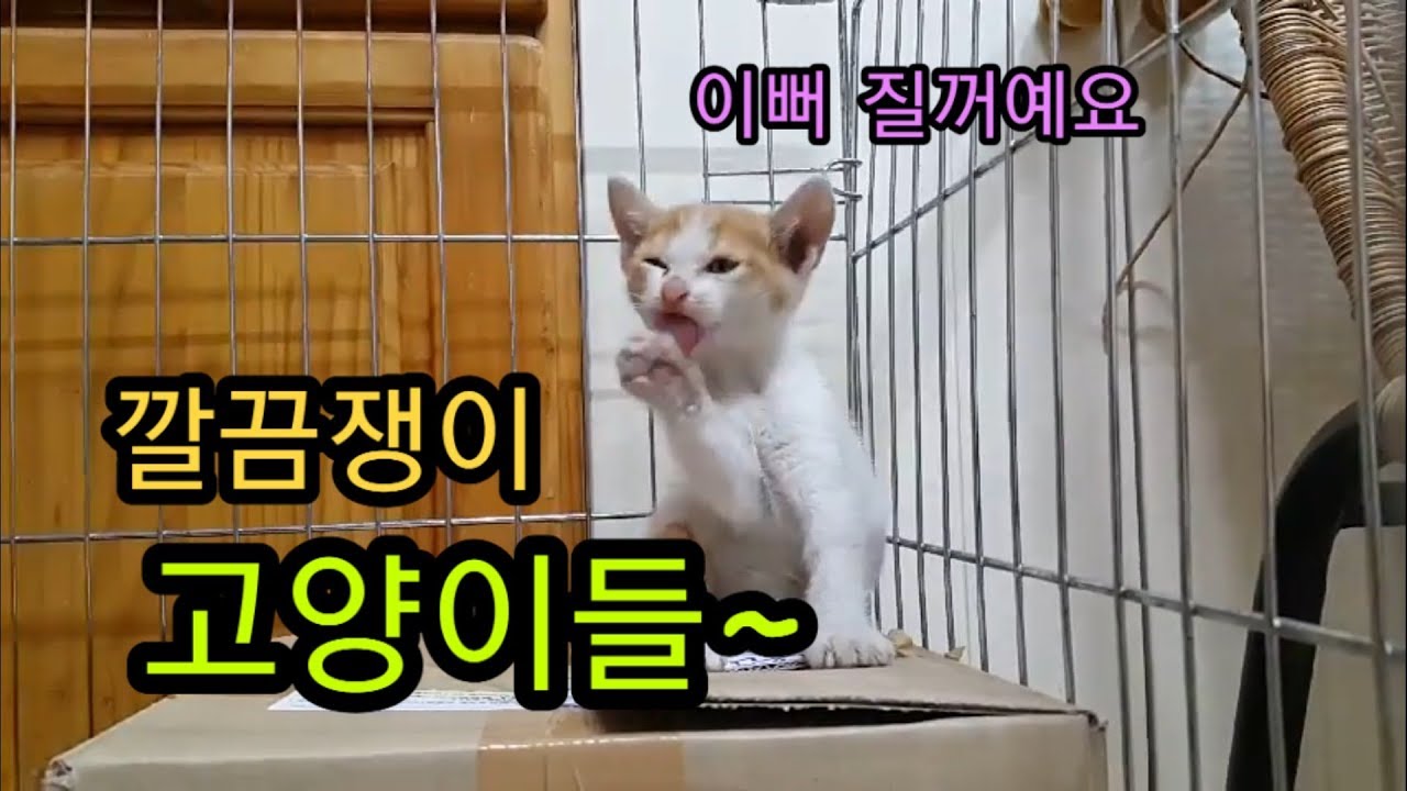 깔끔쟁이 고양이들...그루밍은 끝이 없어라~ cat's grooming naver ends