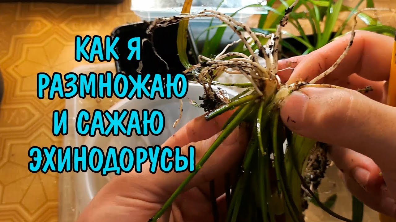 КАК Я РАЗМНОЖАЮ И САЖАЮ ЭХИНОДОРУСЫ