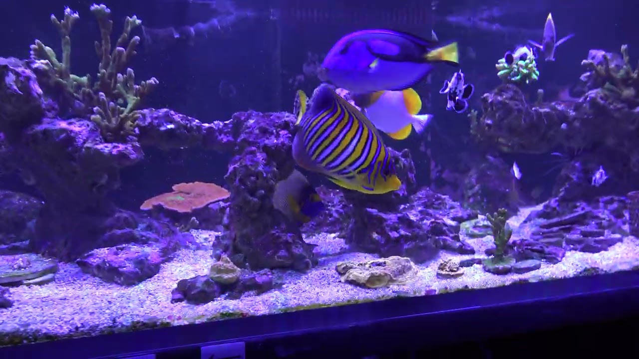Waterbox Infinia Frag 175.6 | Another trip update