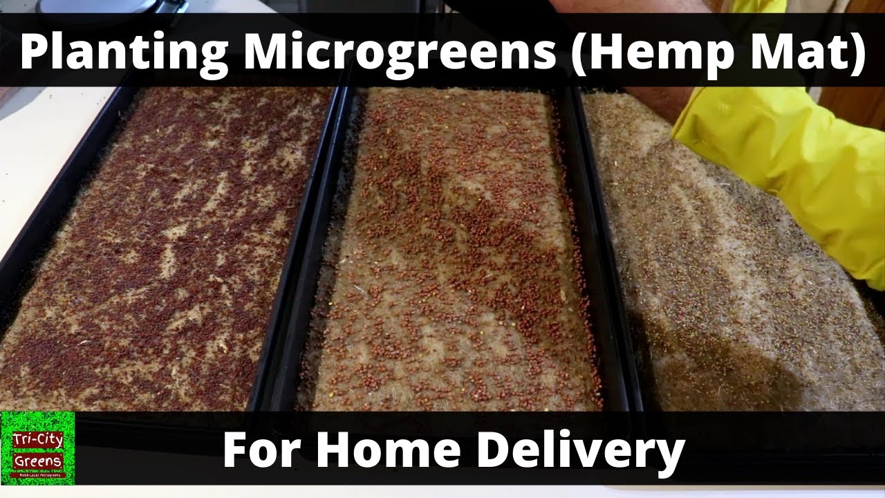 How to Plant Microgreens in a Soilless Medium Hemp Mat (Sowing Microgreens)