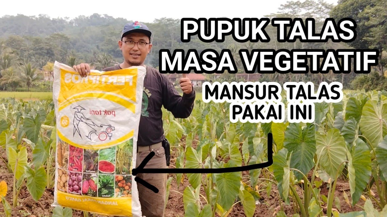 PUPUK TALAS DI MASA PERTUMBUHAN VEGETATIF, USIA 1 SAMPAI 3 BULAN.