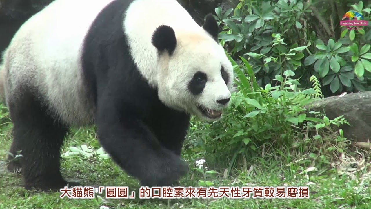 上刷刷、下刷刷，大貓熊上刷牙課囉!