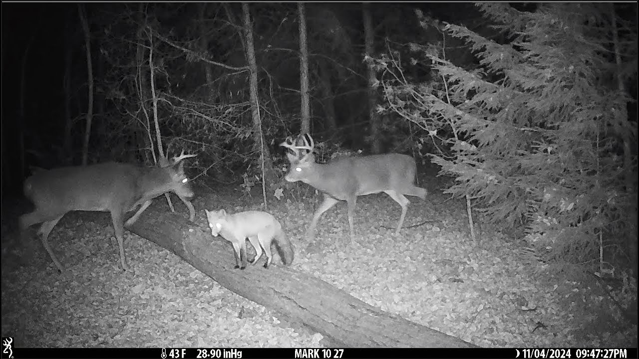 Crazy Trail Camera Clips (November 2024)