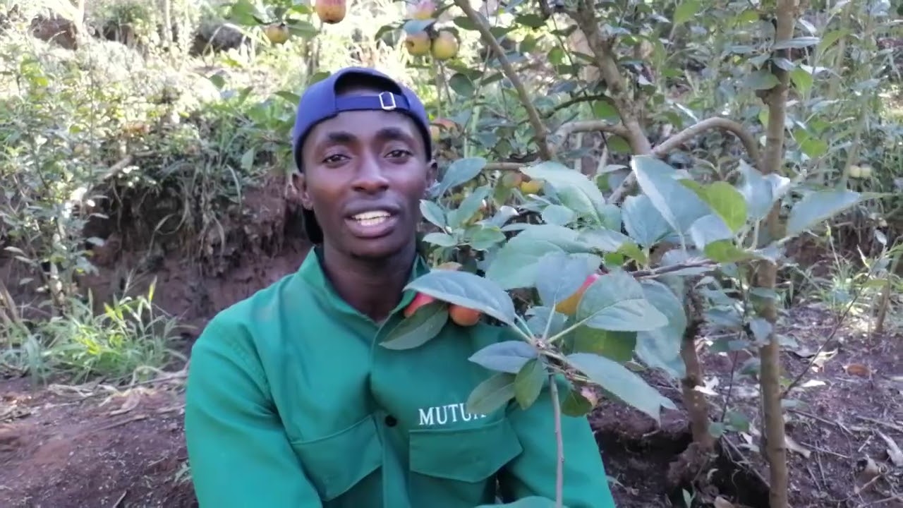How To Grow An Apple Tree, Anywhere, To fruit in 1 year.