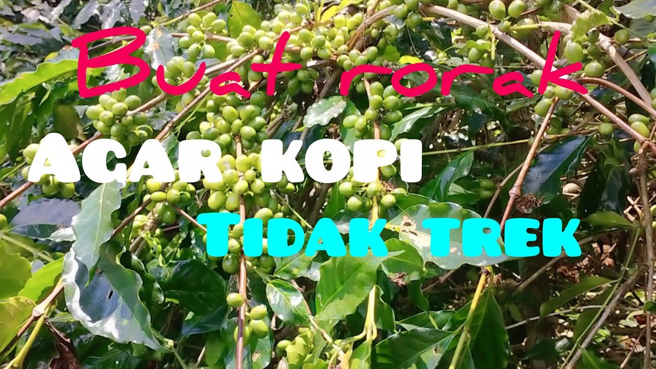 Fungsi lubang rorak pada tanaman kopi Arabika 