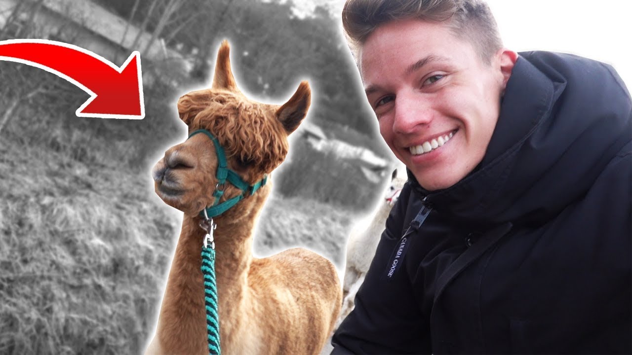 Luca wandert mit ALPAKAS
