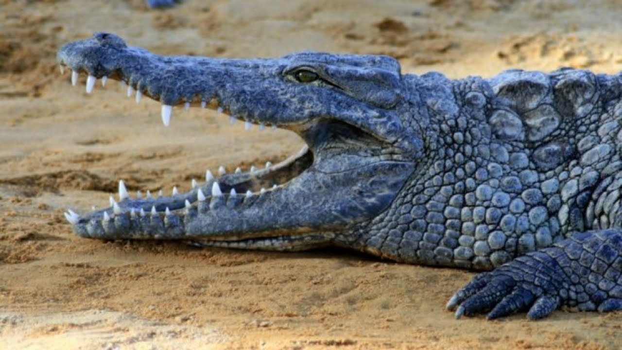 Blue Crocodile &iexcl;NEVER SEEN BEFORE!