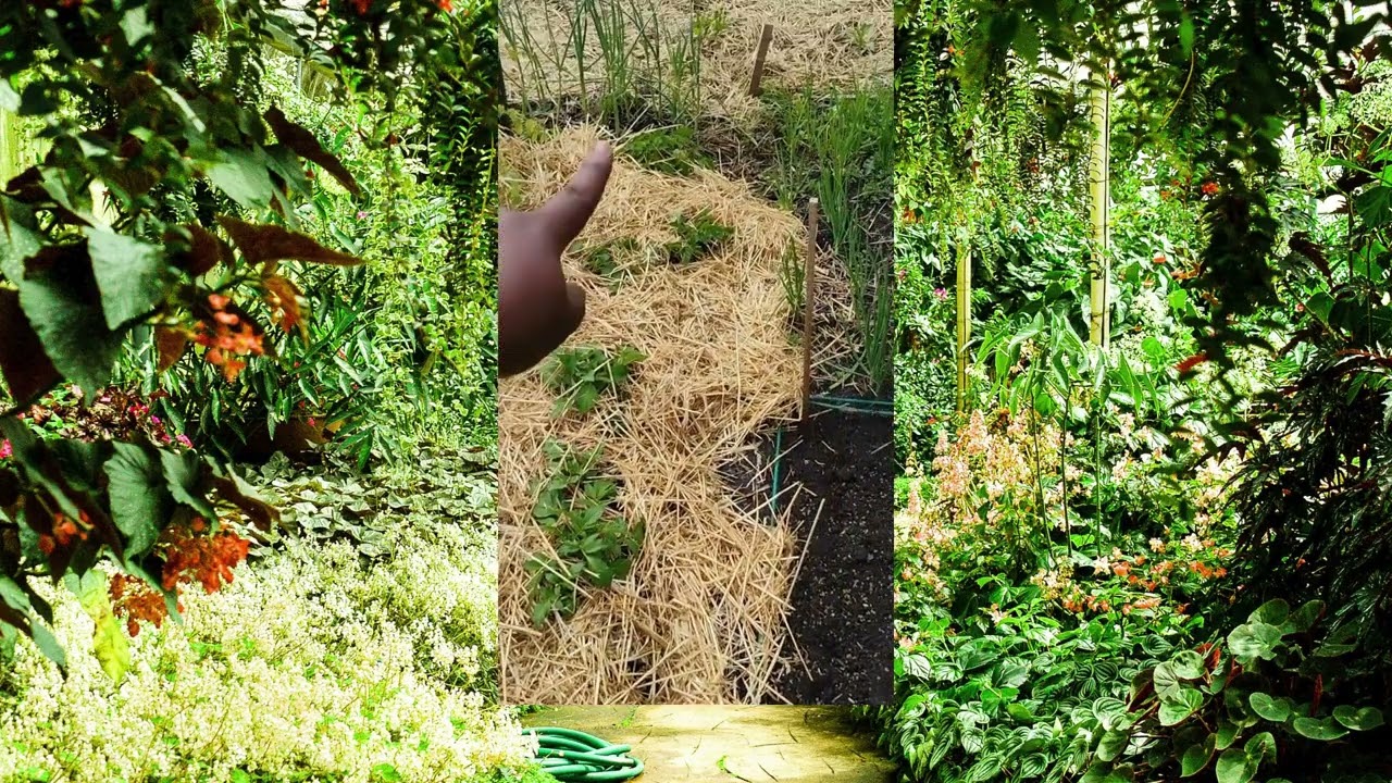 Turning a Tiny Space into a Garden | My First Steps to Homesteading