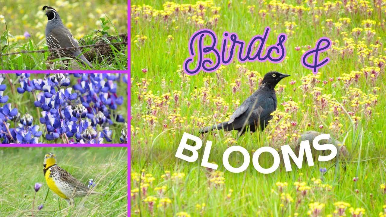 Birds and Blooms 🌼 California Wildflowers