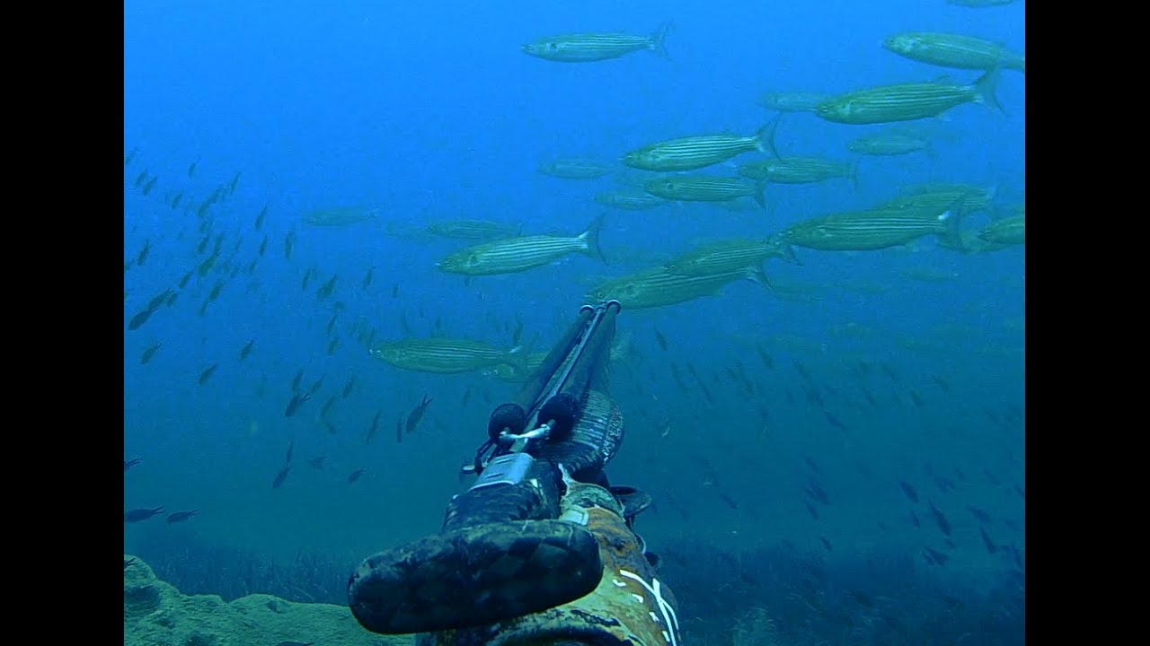 İri Kefal Avları-Big cefalos (mullets) hunting Spearfishing turkey, zıpkınla balık avı, zıpkın avı