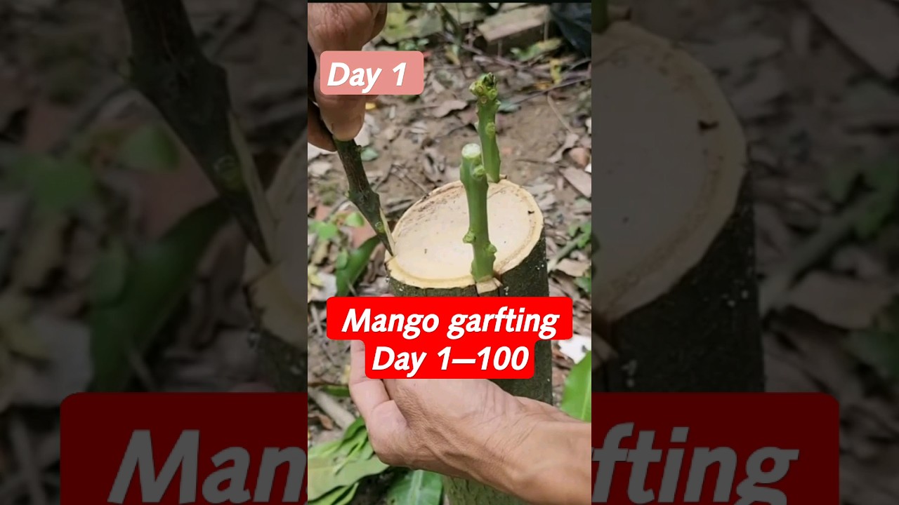 Mango garfting compilation #mango #grafting #compilation #nice #satisfying #skills #shorts #day1