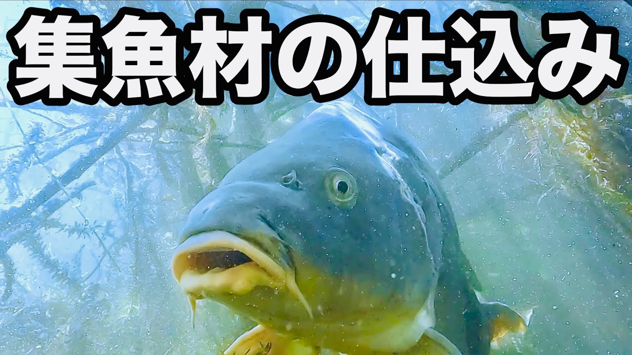 【鯉釣り】鯉の紀州釣り・集魚材の仕込み