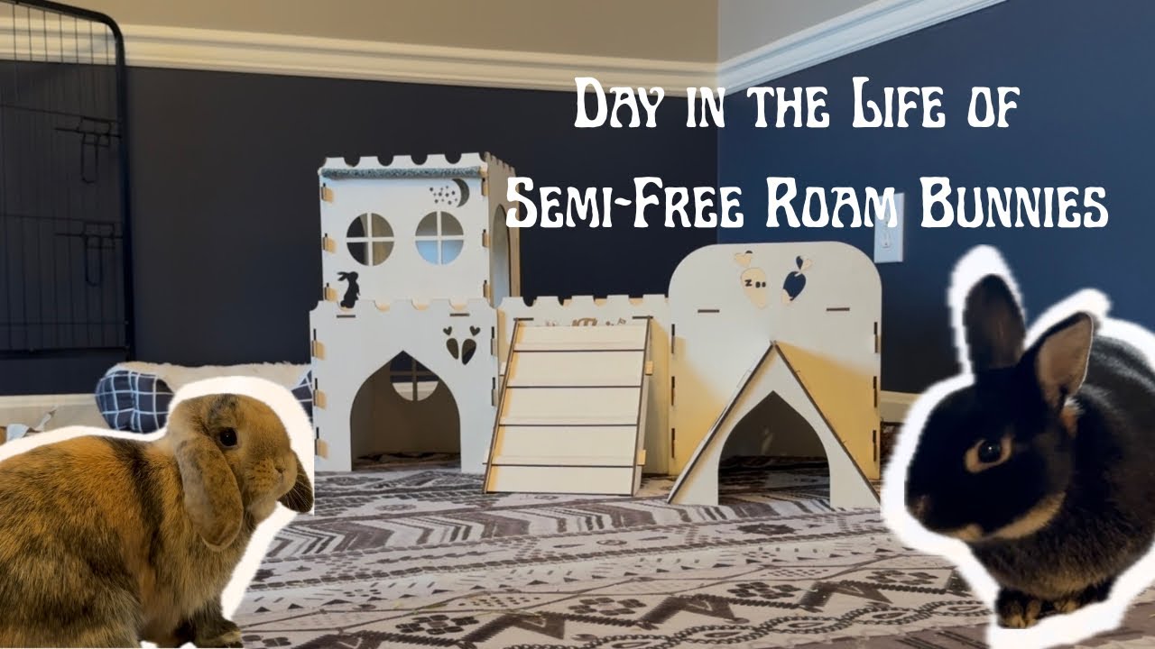 Semi Free Roam Bunny - Building a Bunny Castle Hide