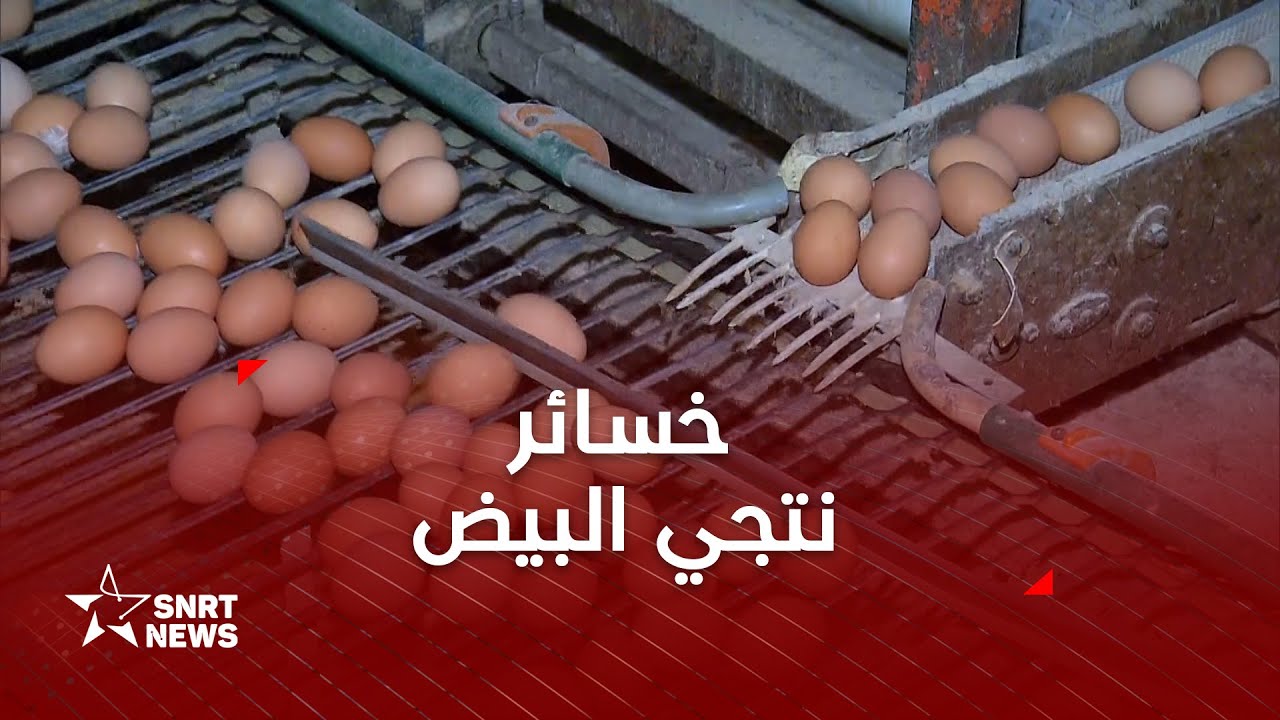إنتاج البيض .. خسائر فادحة
