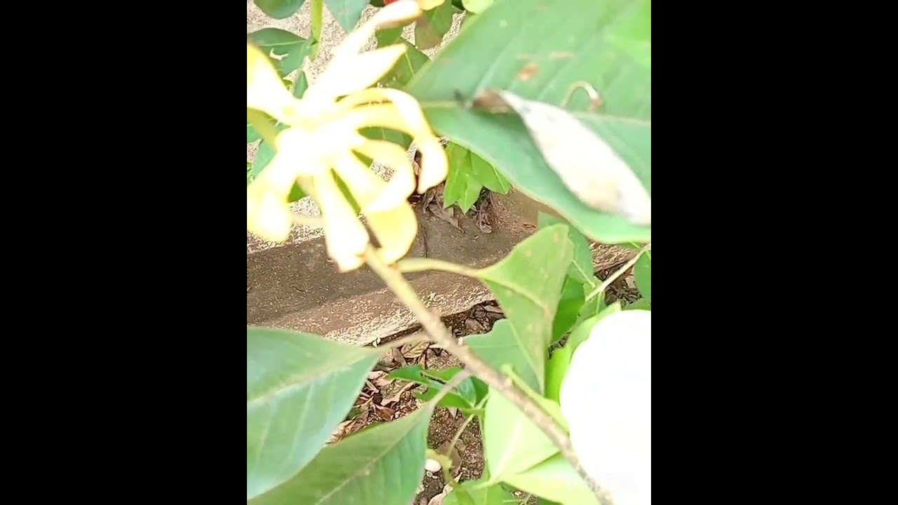 Chempakam