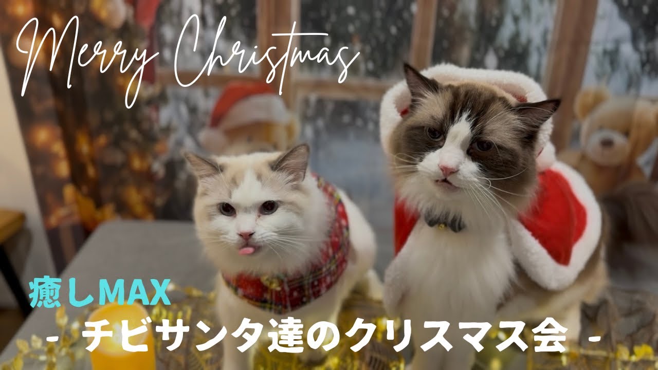 癒しMAX チビサンタ達のクリスマス会