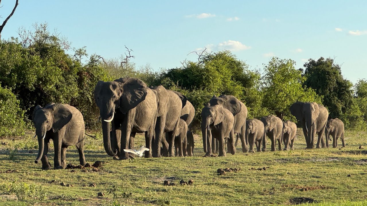 Botswana | Chobe Big 5 Safari Lodge