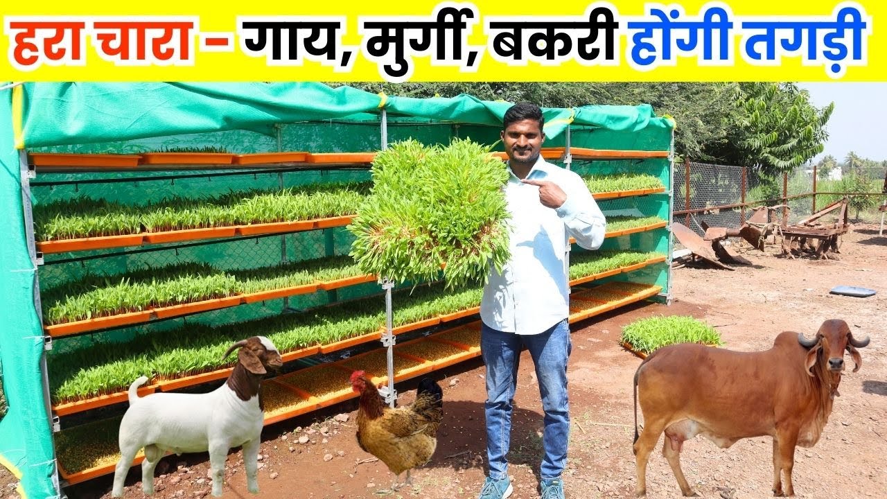 अनोखी तकनीक से ऊगा रहा हरा चारा ll Green Fodder Business ll Hara Chara ll Green Fodder
