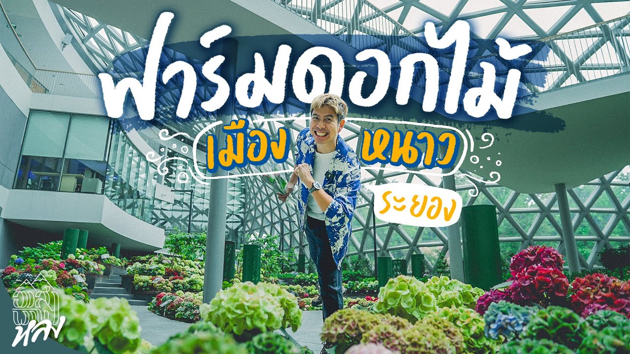 ฟาร์มดอกไม้สุดอลังฟีลฮอกไกโด  ที่เดียวในระยอง | อาสาพาไปหลง