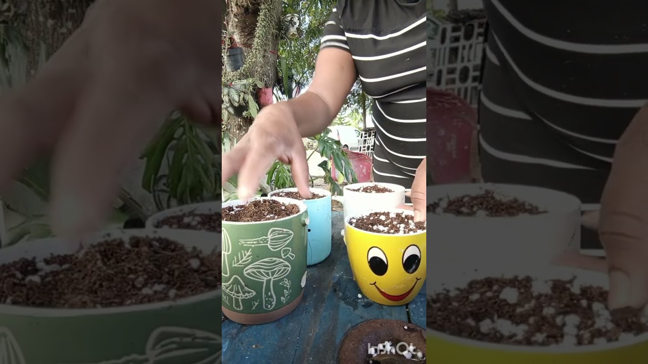 Vamos hacerles oficios a mi macetas recicladas,/ Vengan  a reír conmigo 🤣  #parati #ocurrrencias