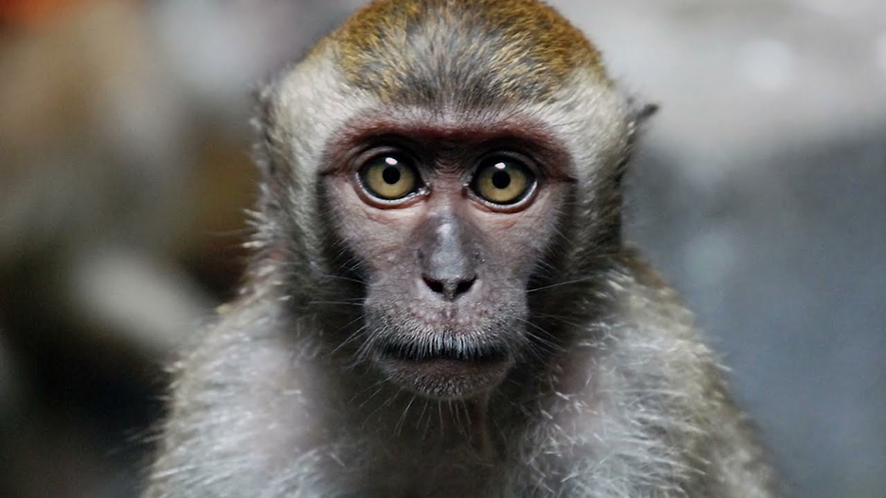Hey! Leave that baby monkey alone: How VOs and tourists affect the lives of semi-urban macaques