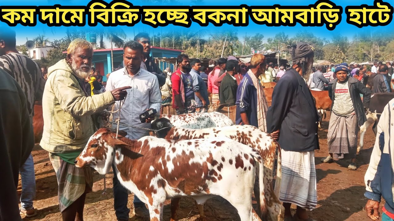 ৩১জানুয়ারি ২০২৬| শেষ মুহূর্তে বেচাকেনা হচ্ছে না বকনা বলতেছে ব্যাপারীর আমবাড়ি হাটে!