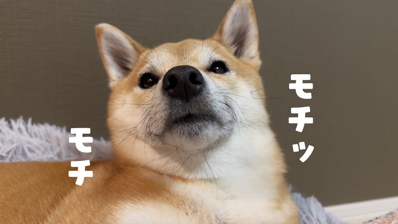 鏡餅みたいになった柴犬