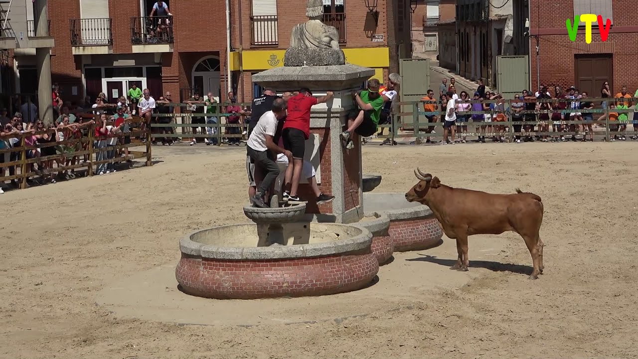 Villarramiel. Fiesta San Bartolomé 2025 - Probadilla Segundo día