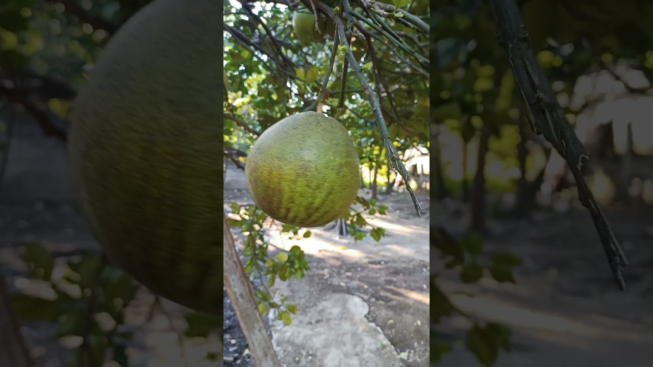HOW TO PUNCH A POMELO?
