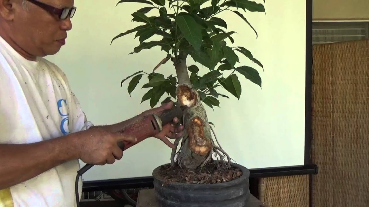 Bonsai Tutorials for Beginners: How to Carve From a Trunk Chop Versus That From a Branch Cut