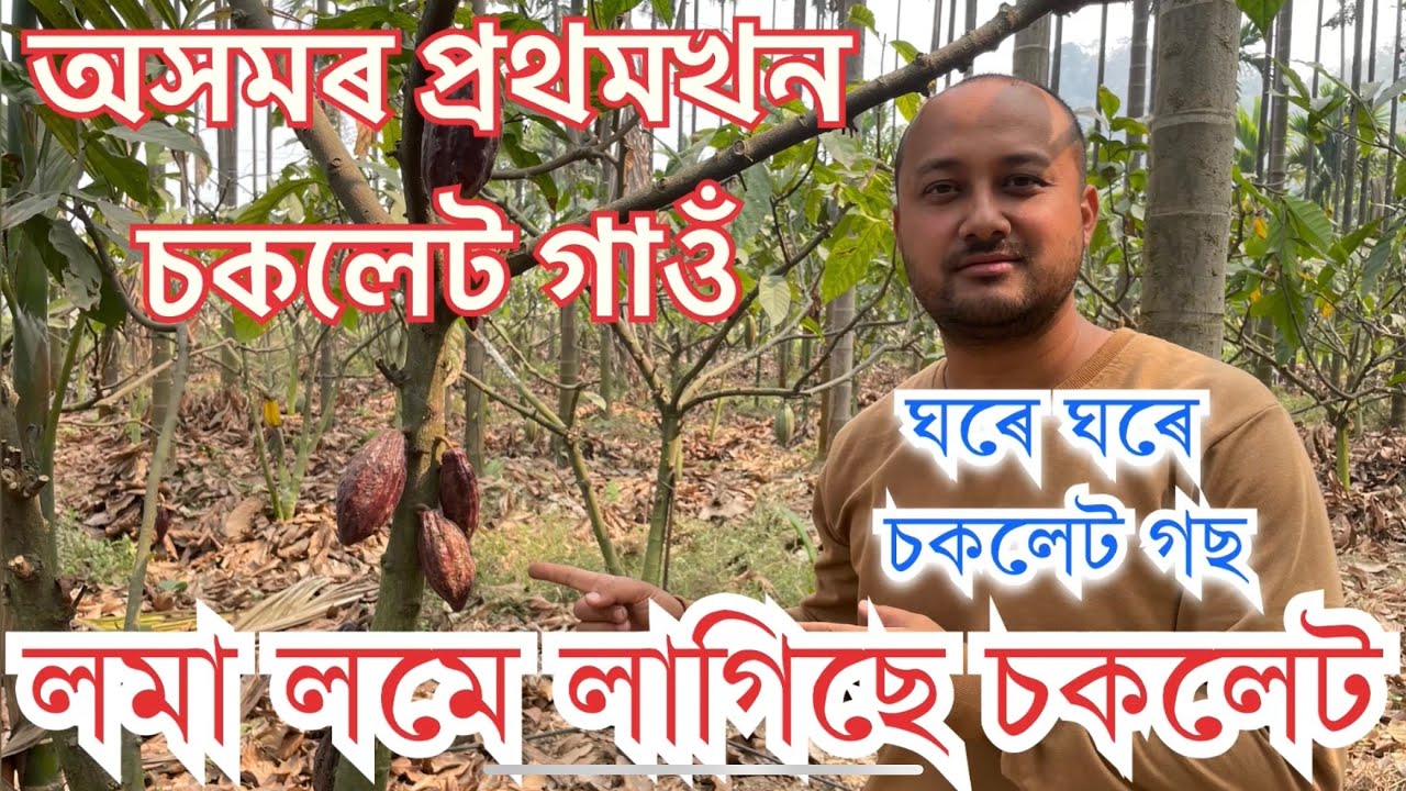 লমা লমে লাগিছে চকলেট অসমৰ প্ৰথম চকলেট গাওঁ মৌপুৰত।কেনেকৈ কৰিব চকলেট খেতি?Chocolate village of Assam