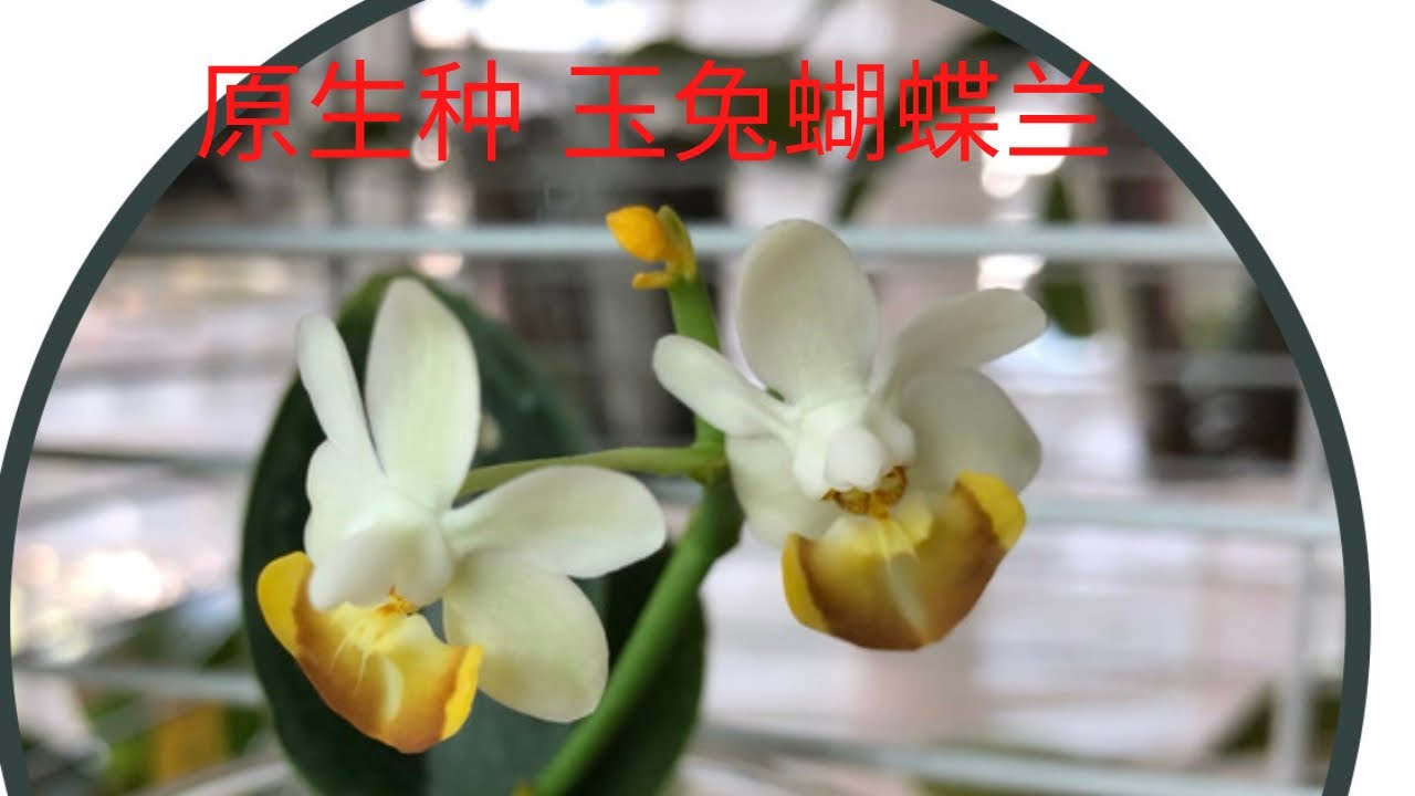 03/18/2022 娇小玲珑的原生种玉兔蝴蝶兰 Phalaenopsis lobbii ‘orange” sibling