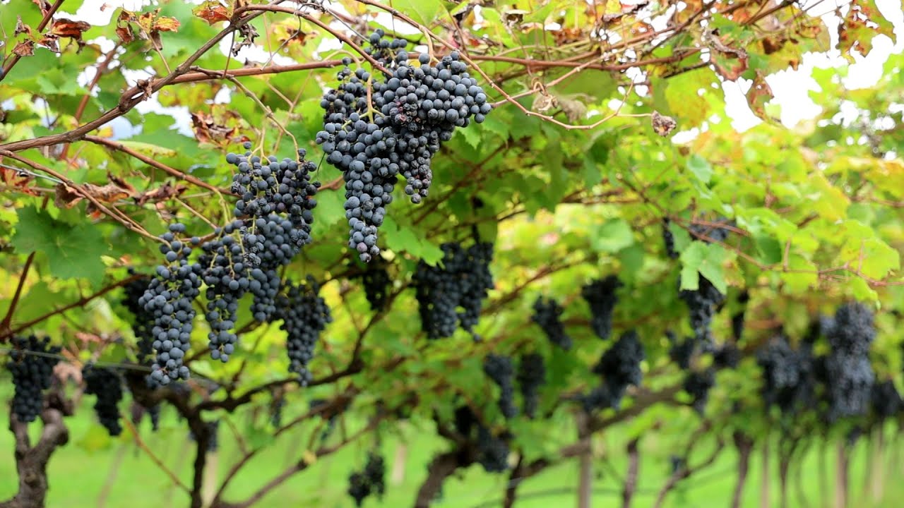 Cantina d'Isera e Marzemino: Un viaggio tra storia e eccellenza del vino trentino