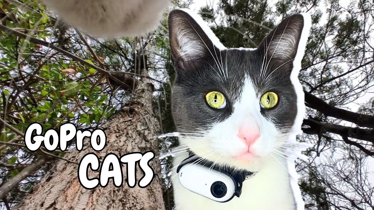 Cats with GoPro: Cat Brothers Climbing Trees Together
