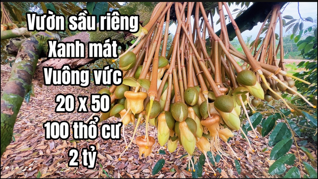Khó khăn quá đành bán bớt đất vườn cha ông để lại, đang trồng trái cây xanh tốt ở BRVT