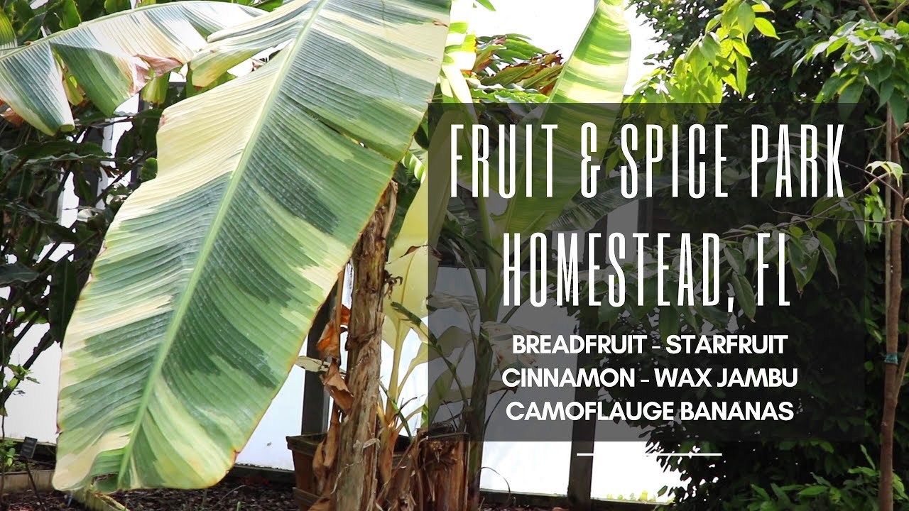 Breadfruit & Camoflauge Bananas @ Fruit & Spice Park, Part 2