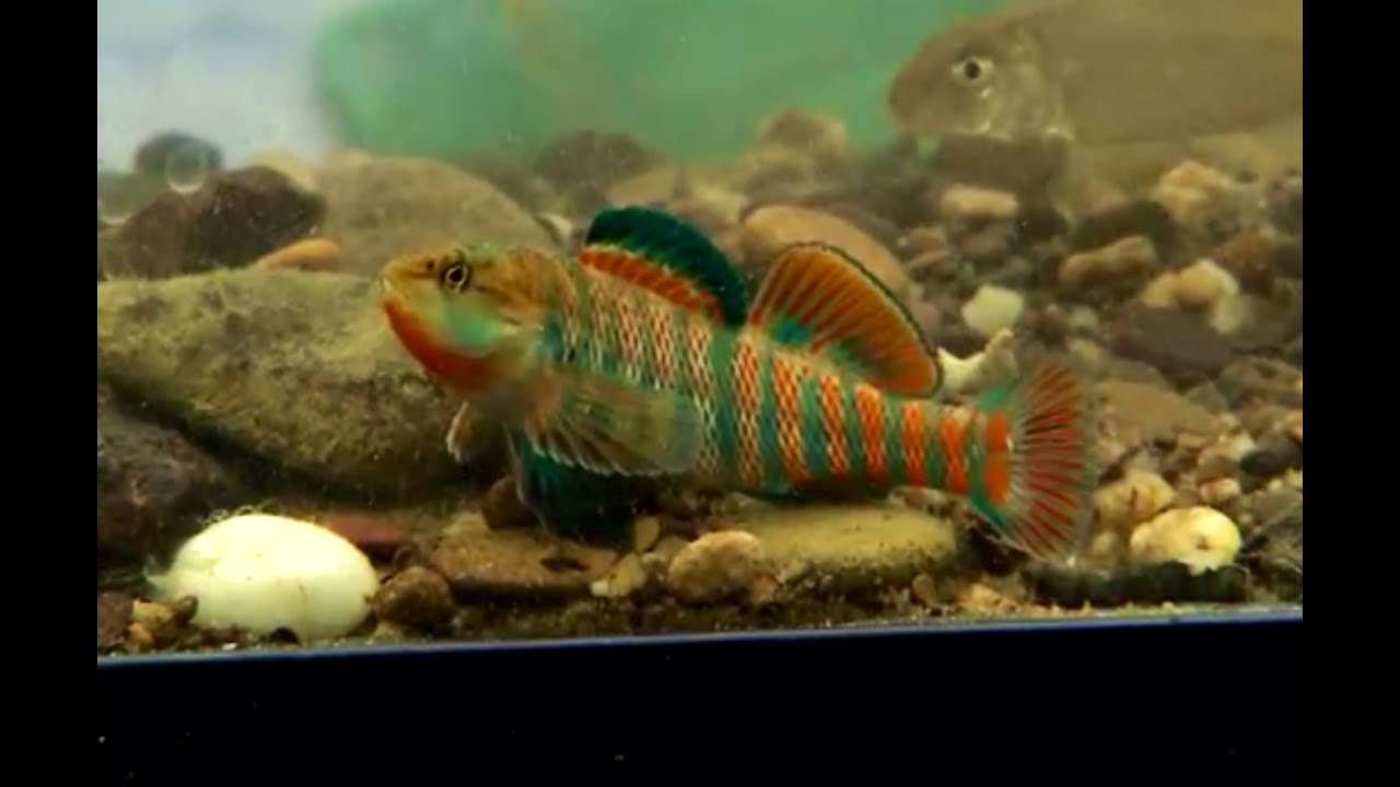 Catching and keeping native fish