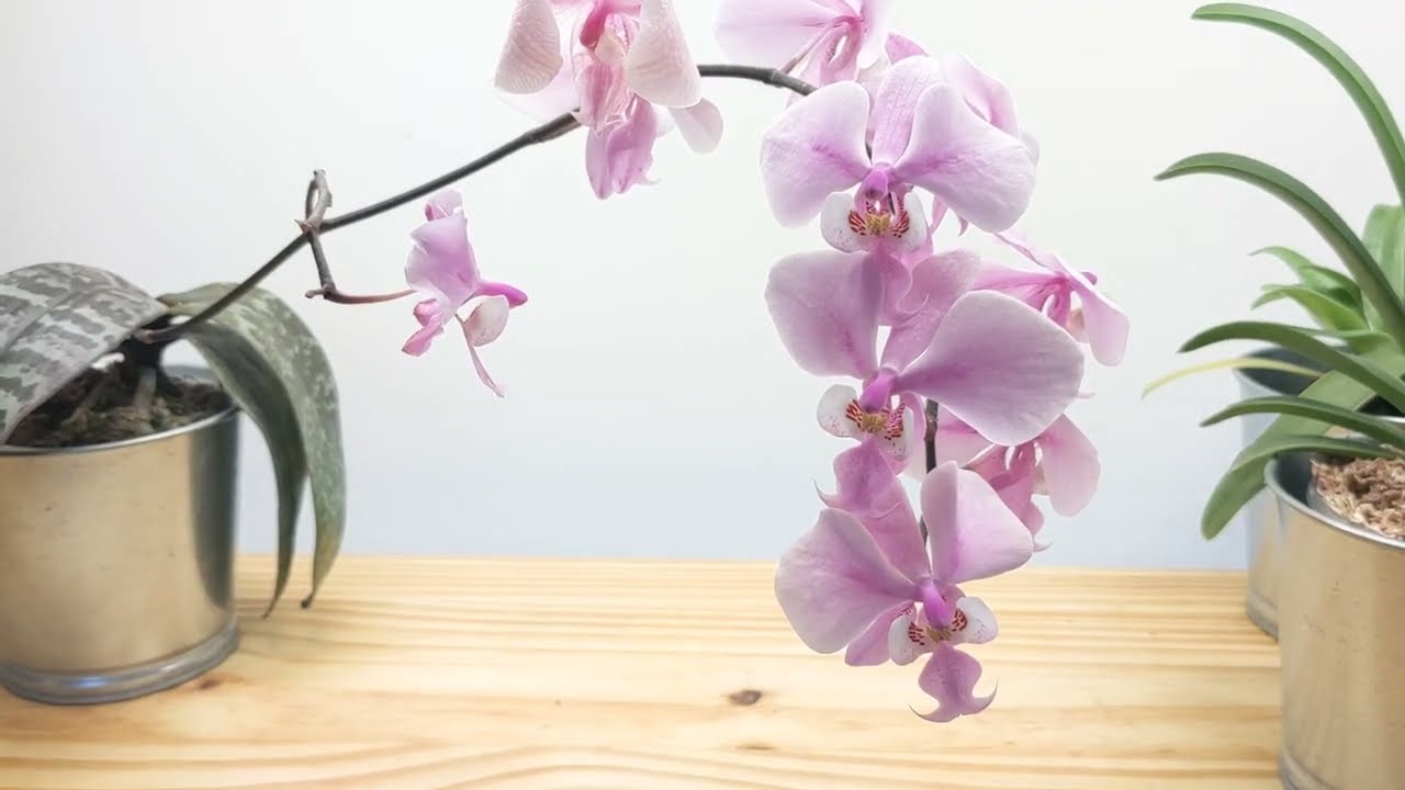 Phalaenopsis schilleriana: finally in bloom! Orchid care, growth and flowers