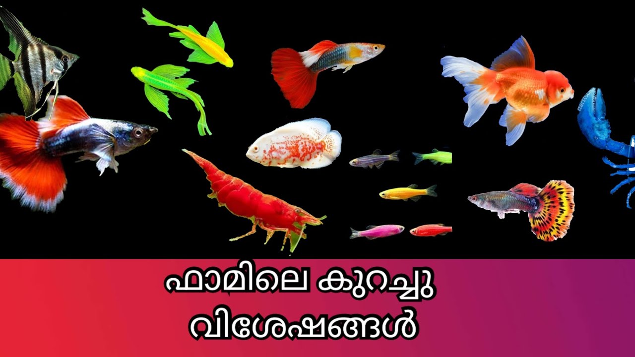ഫാമിലെ കുറച്ച് വിശേഷങ്ങൾ 