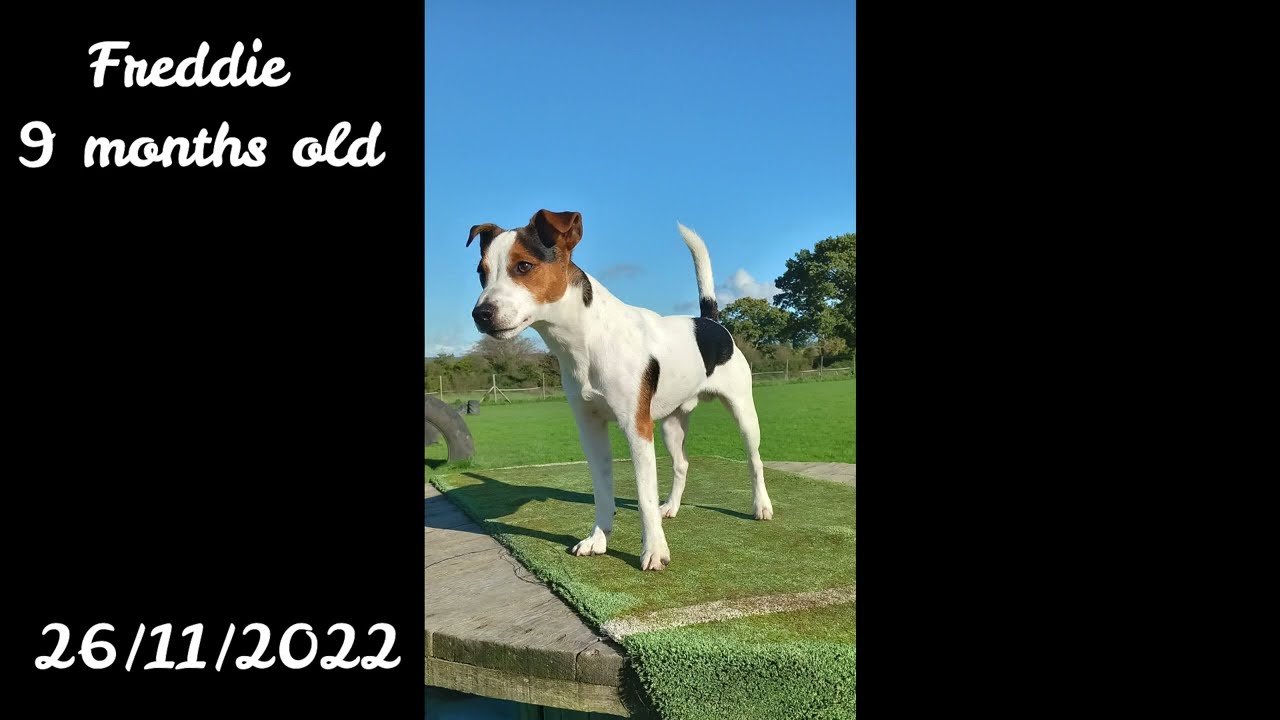 Freddie parson russell terrier first agility group training