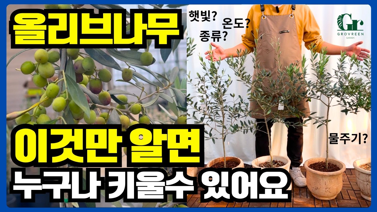 올리브나무 키우기 필수시청영상! / 올리브나무 키우는 법 초보식집사 / 햇빛 온도 종류 물주기 분갈이