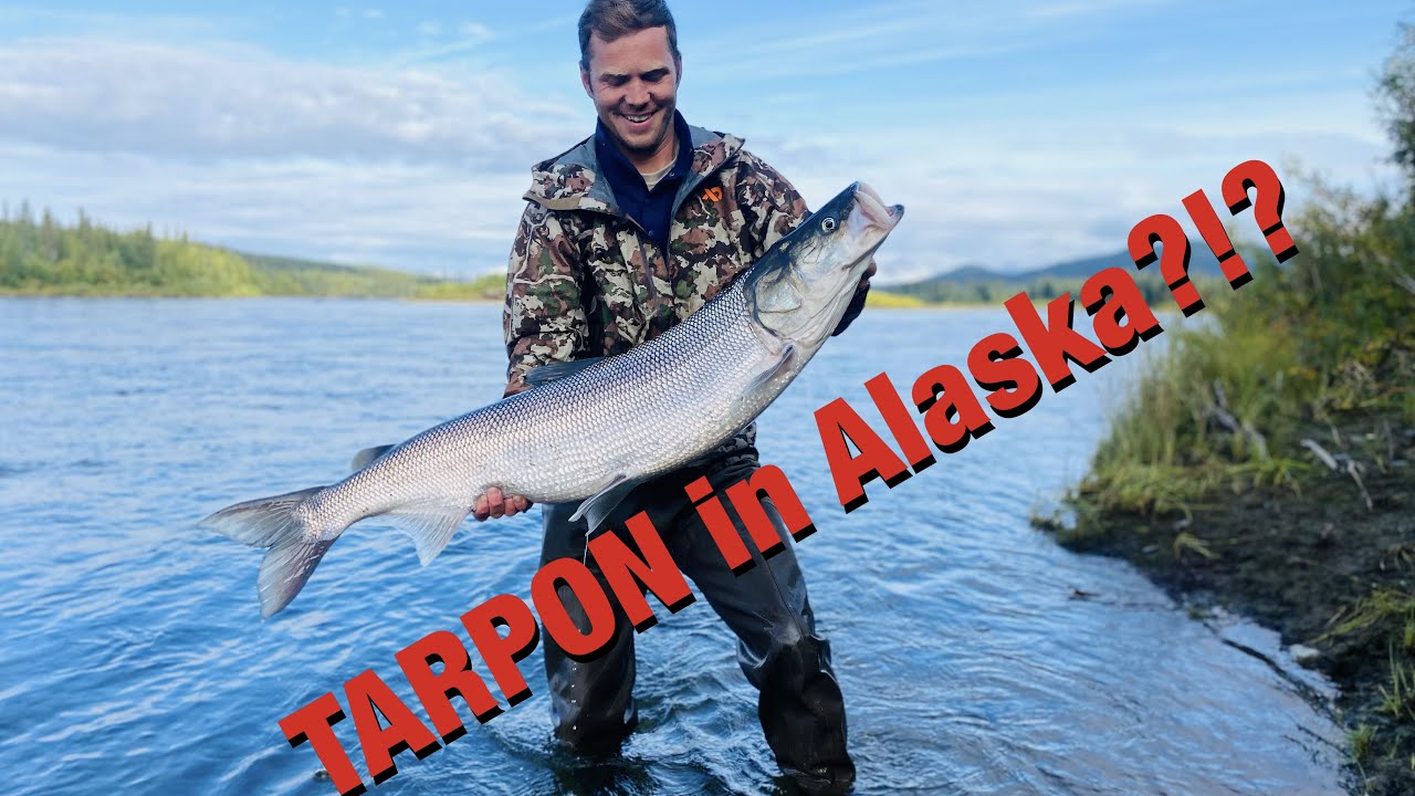 S21Ep19: TARPON of Alaska!!! 150 Sheefish in 3 Days!