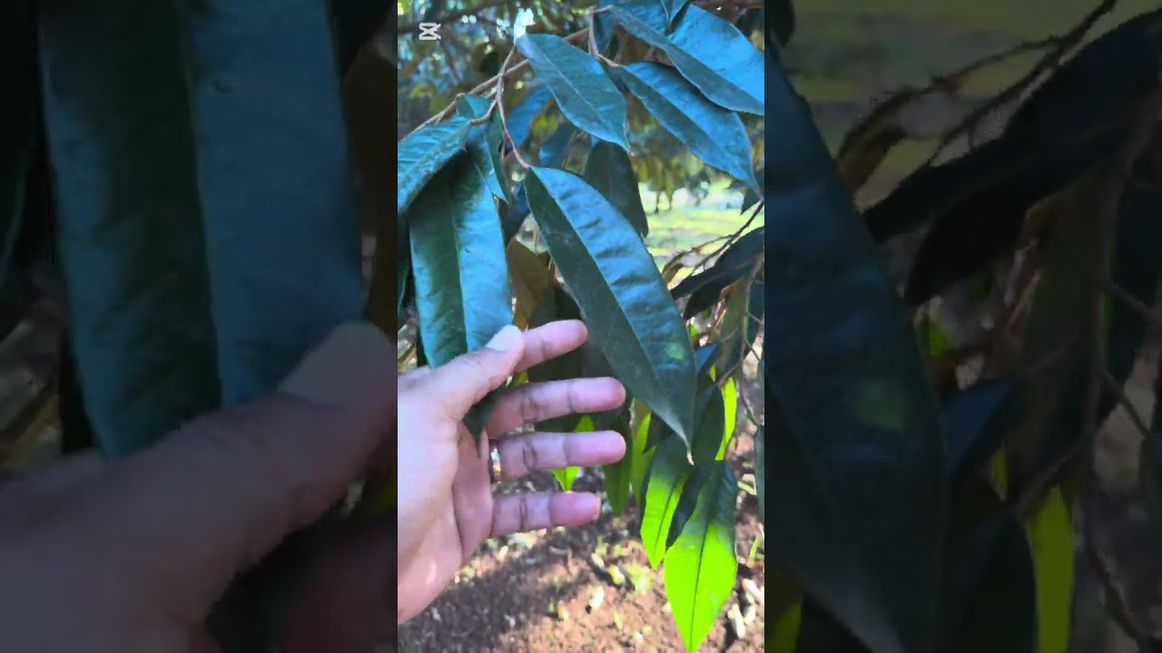 វគ្គបើកភ្នែកផ្កា ទុរេន