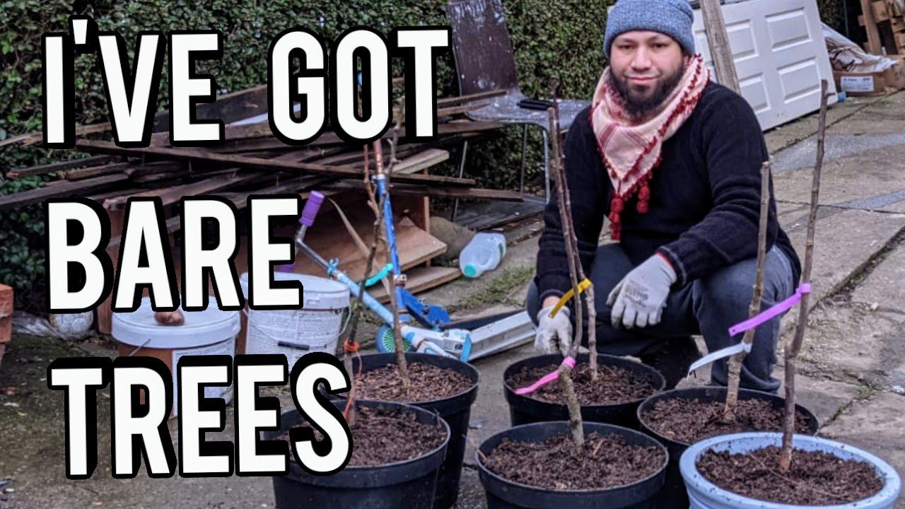 Planting Bare Root Fruit Trees In Containers