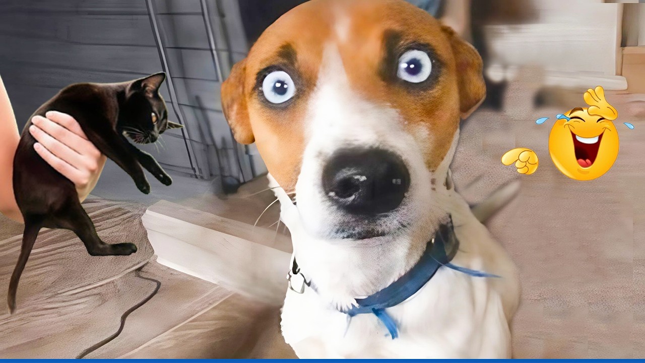 Super Funny Dog Video Clips  😹🐶 The Funniest Cat & Dog Moments Compilation 😁