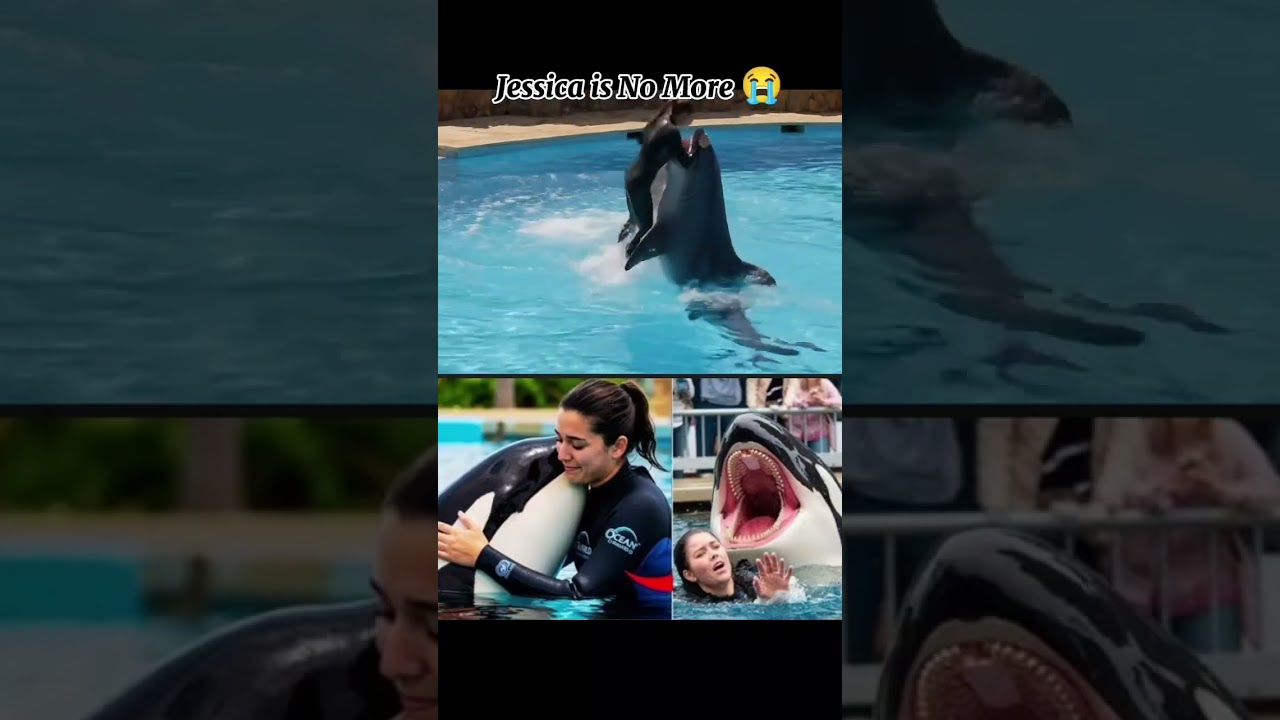 Jessica dolphin incident jessica radcliffe orca attack...#jessica #dolphins #incident #explorepa.