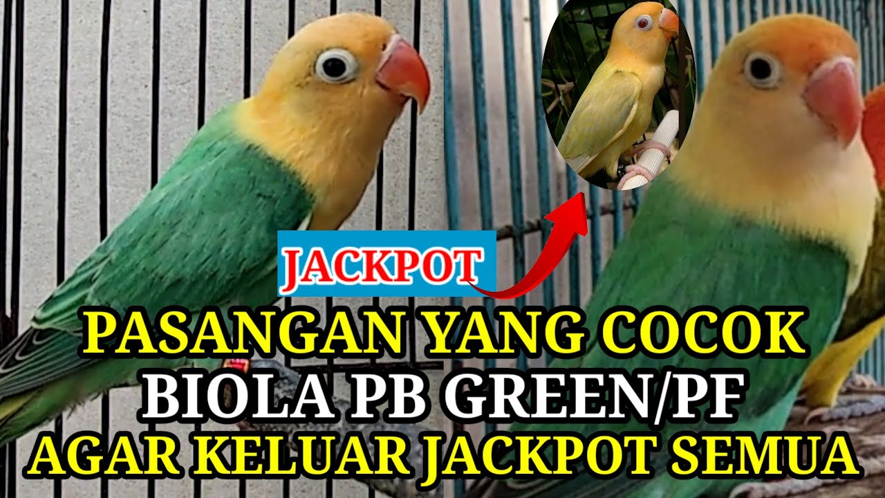JACKPOT SEMUA!!! PASANGAN YANG COCOK UNTUK BIOLA PB GREEN SPLIT PF