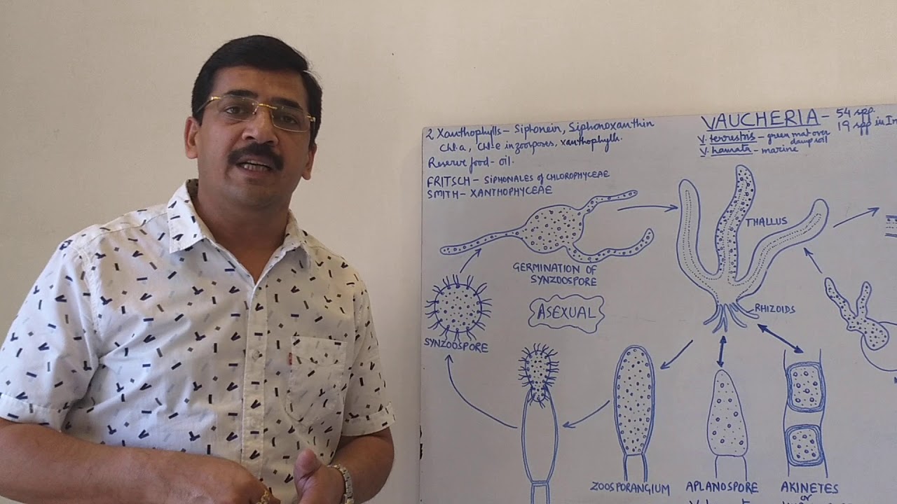 Life Cycle of Vaucheria